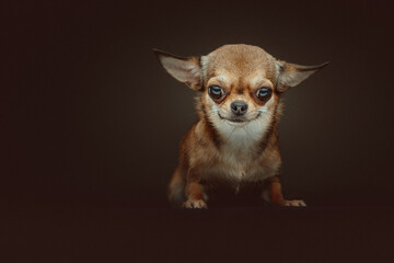 Adorable Chihuahua Dog. Studio shot.