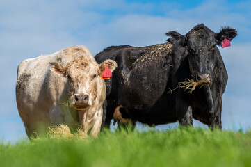 Beef cows and calves grazing on grass in south west victoria, Australia. eating hay and silage....