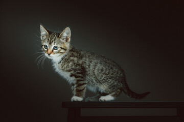 Little cute kitty. Studio shot.