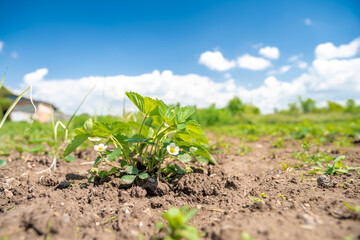flowering strawberry plant in the fields on the farm. copy space