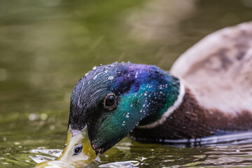 Colvert dans un point d'eau avec gouttes d'eau de pluie. 