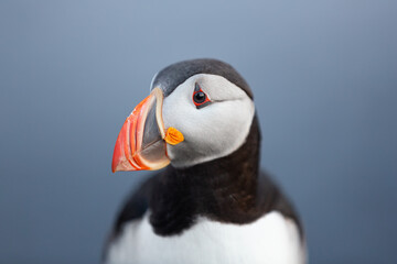 Puffin