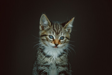 Obraz premium Little cute kitty. Studio shot.