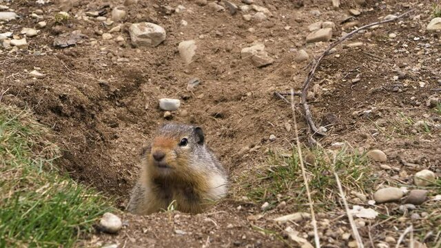 At the first ray of spring sunlight, a Columbian ground squirrel (Urocitellus columbianus) in E. C. Manning park, British Columbia, Canada looking out of the entrance of its burrow after a long winter