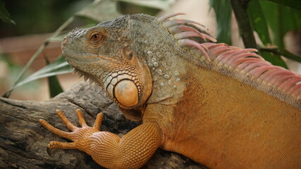 Fototapeta premium iguana on a tree