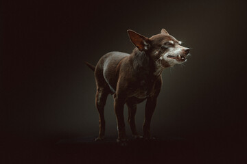 14 years old Toy Terrier dog. Studio shot.
