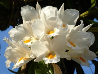 Wonderful white orchid flower in Thailand