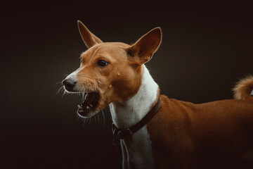 Basenji Terrier Dog. Studio shot.