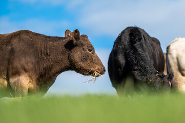 Beef cows and calves grazing on grass in south west victoria, Australia. eating hay and silage....
