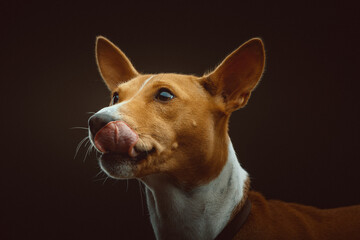Basenji Terrier Dog. Studio shot.