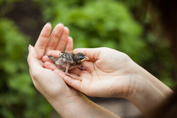 sparrow chick fell out of the nest and ended up in the hands of a man