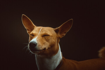 Basenji Terrier Dog. Studio shot.