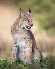 Lynx