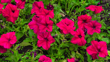Vivid Magenta Petunia atkinsiana flowers with green leaves on a flower bed in the park. Background. Macro photo, closeup