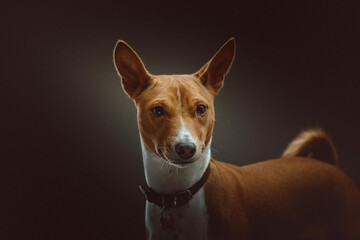 Basenji Terrier Dog. Studio shot.