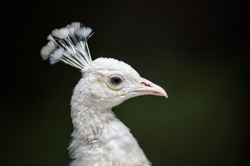 White Peacock