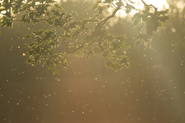 Light shining through tree leaves with light particles 