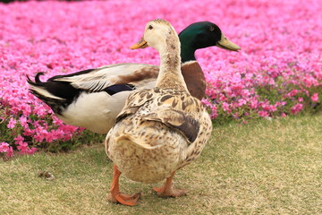 カモと芝桜