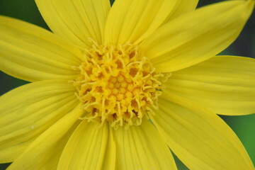 Fototapeta premium the signs of summer