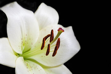 Fototapeta na wymiar White lily flower extreme closeup on black background