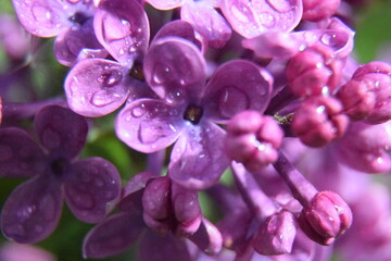 spring rain on lilacs