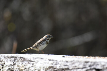 Song Sparrow standing on a park bench with a blurred background
