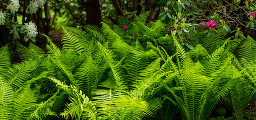 Fern thickets in a city park. Young fern