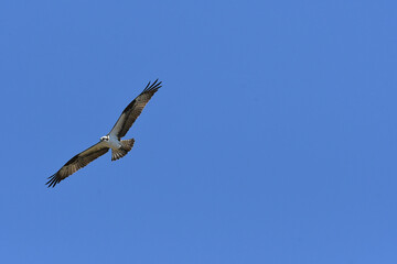 Western Osprey soaring in a blue sky