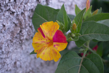 autumn leaves on a tree