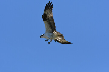 Western Osprey soaring in a blue sky