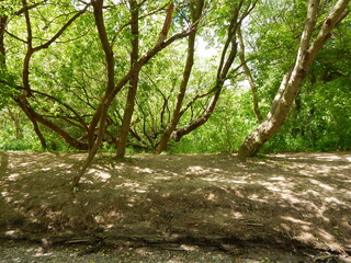 Tree log with trees and foliage on a summer day
