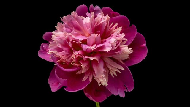Timelapse of pink peony flower blooming on black background	