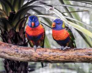 Rainbow Lorikeet- Tropical Bird
