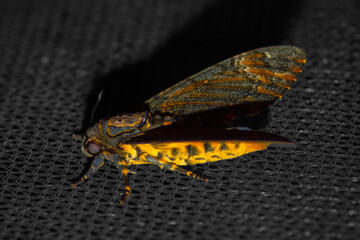 Close up to night moth on black net background