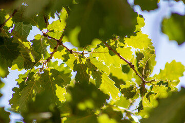 Feuilles de chêne translucides