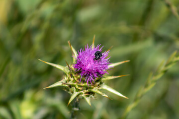 Scarabée sur fleur de chardon