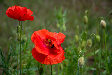 Red poppy, flower in the garden, in the meadow on a summer day.