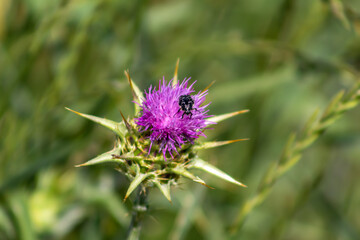 Scarab&eacute;e sur fleur de chardon