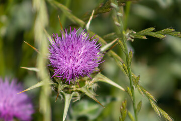 Scarab&eacute;e sur fleur de chardon
