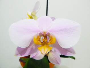 Pink phalaenopsis orchid flower