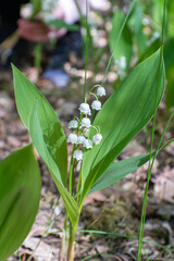 Obraz premium lily of the valley