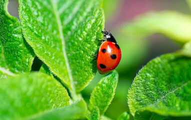 Fototapeta premium Ladybird insect climbing on the green leaves