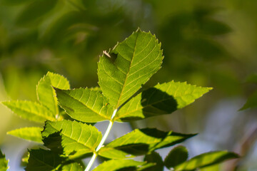 Feuilles de châtaignier translucides