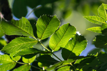 Feuilles de châtaignier translucides