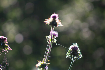 Fleurs de chardon en léger contre-jour dans la lumière du soir