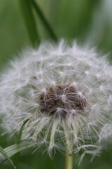 Fototapeta premium dandelion on green background