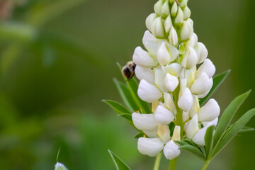 Bourdon butinant une fleur de lupin