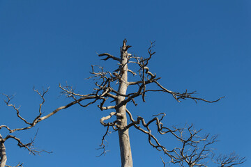 Trees close up at Tyresta National Park, Sweden.