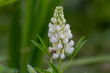 Bourdon butinant une fleur de lupin