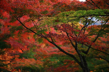 紅葉